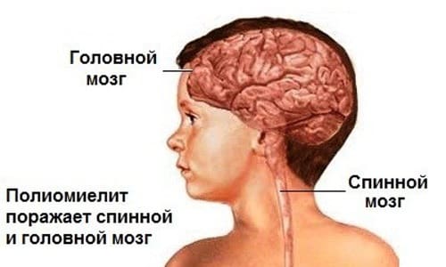 Размножение болезнетворного вируса Размножение болезнетворного вируса
