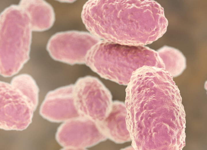 Микрофотография бактерий Bordetella pertussis